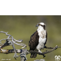 راسته عقاب سانان Accipitriformes